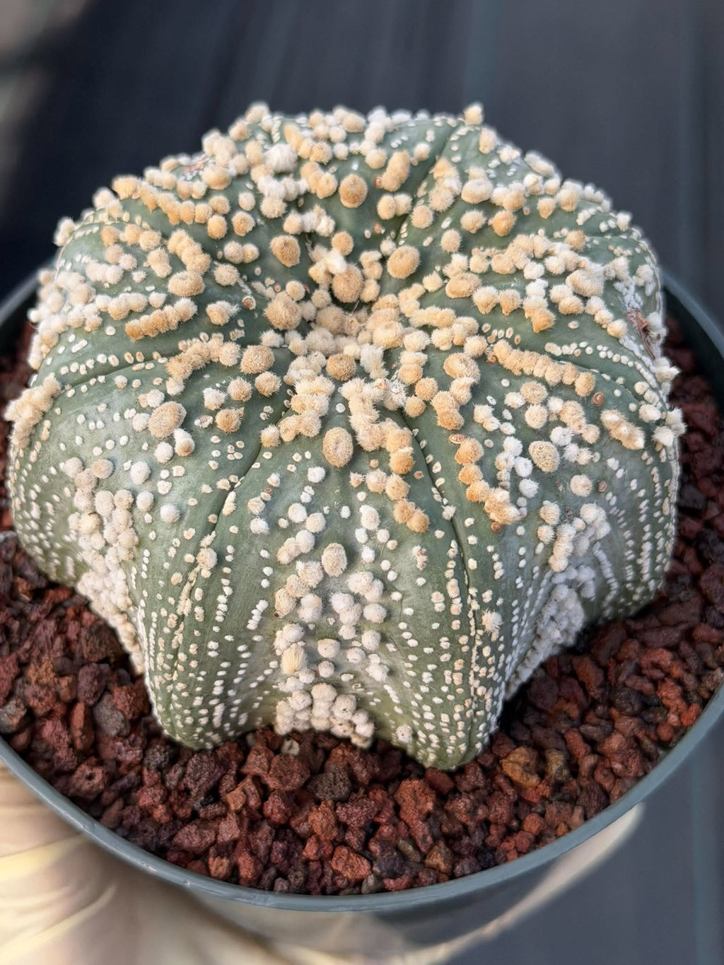 Astrophytum Asterias Hanazono Rare Live Cactus Plant #1035 Exact Specimen