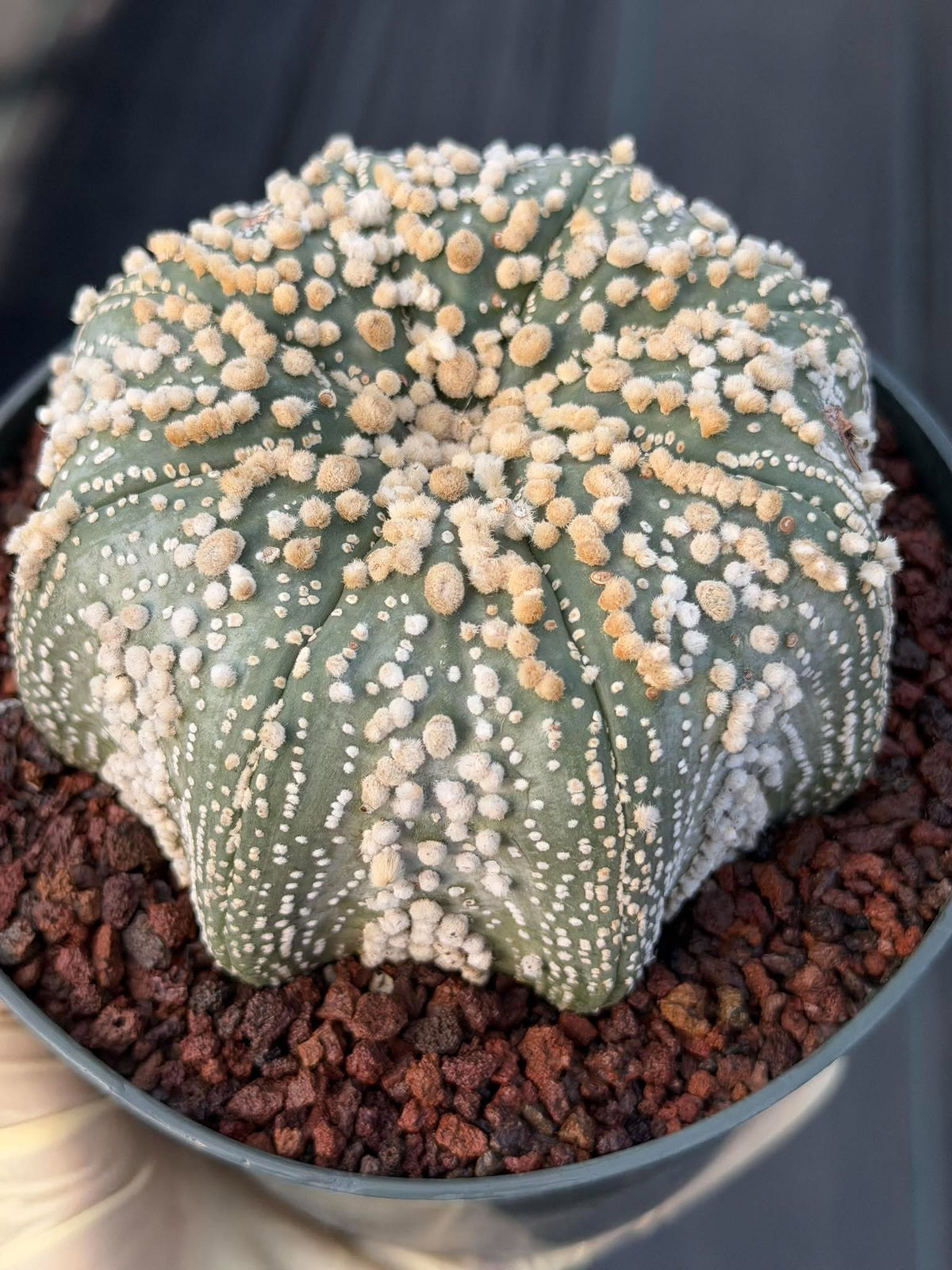 Astrophytum Asterias Hanazono Rare Live Cactus Plant #1035 Exact Specimen
