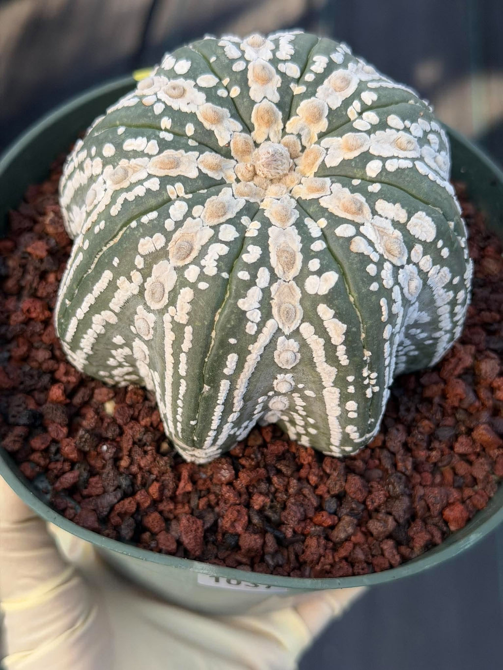 Astrophytum asterias V-Type Squid Form #1037 | Exact Cactus