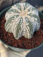 Astrophytum asterias V-Type Squid Form #1037 | Exact Cactus