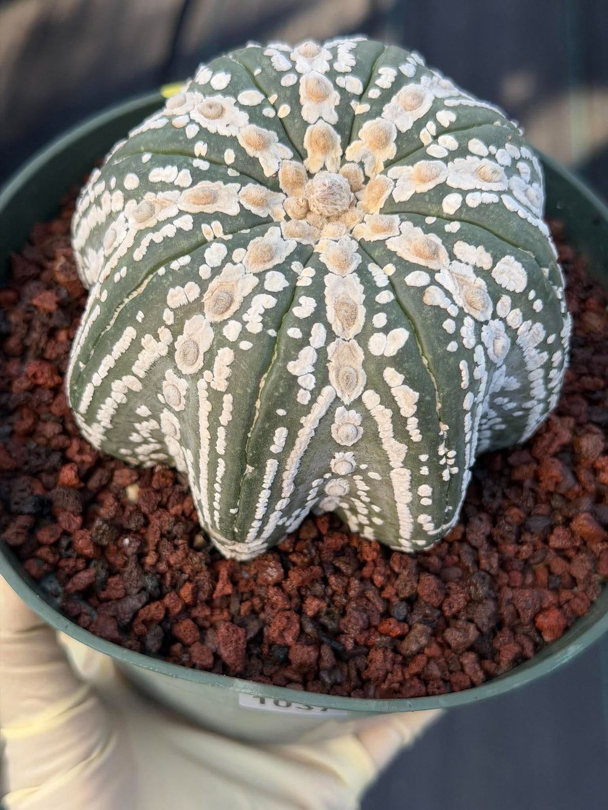 Astrophytum asterias V-Type Squid Form #1037 | Exact Cactus