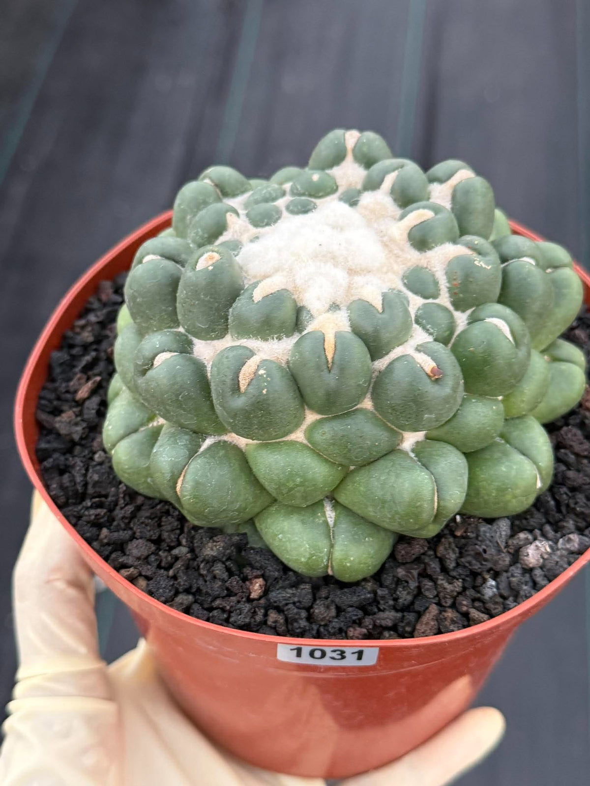 Coryphantha elephantidens f. inermis #1031 | Spineless Cactus