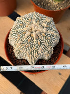 Astrophytum Asterias #1043 Live Cactus Rare Collector Plant Exact Specimen 6" Pot