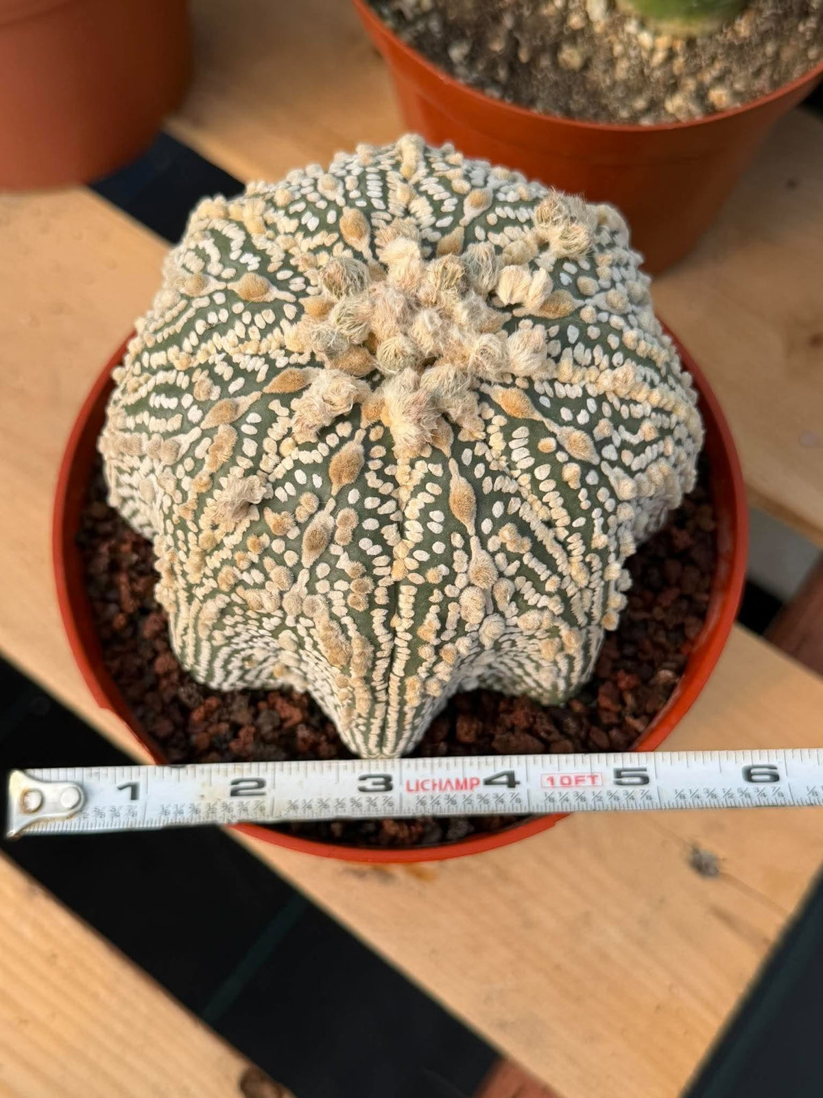 Astrophytum Asterias #1043 Live Cactus Rare Collector Plant Exact Specimen 6" Pot