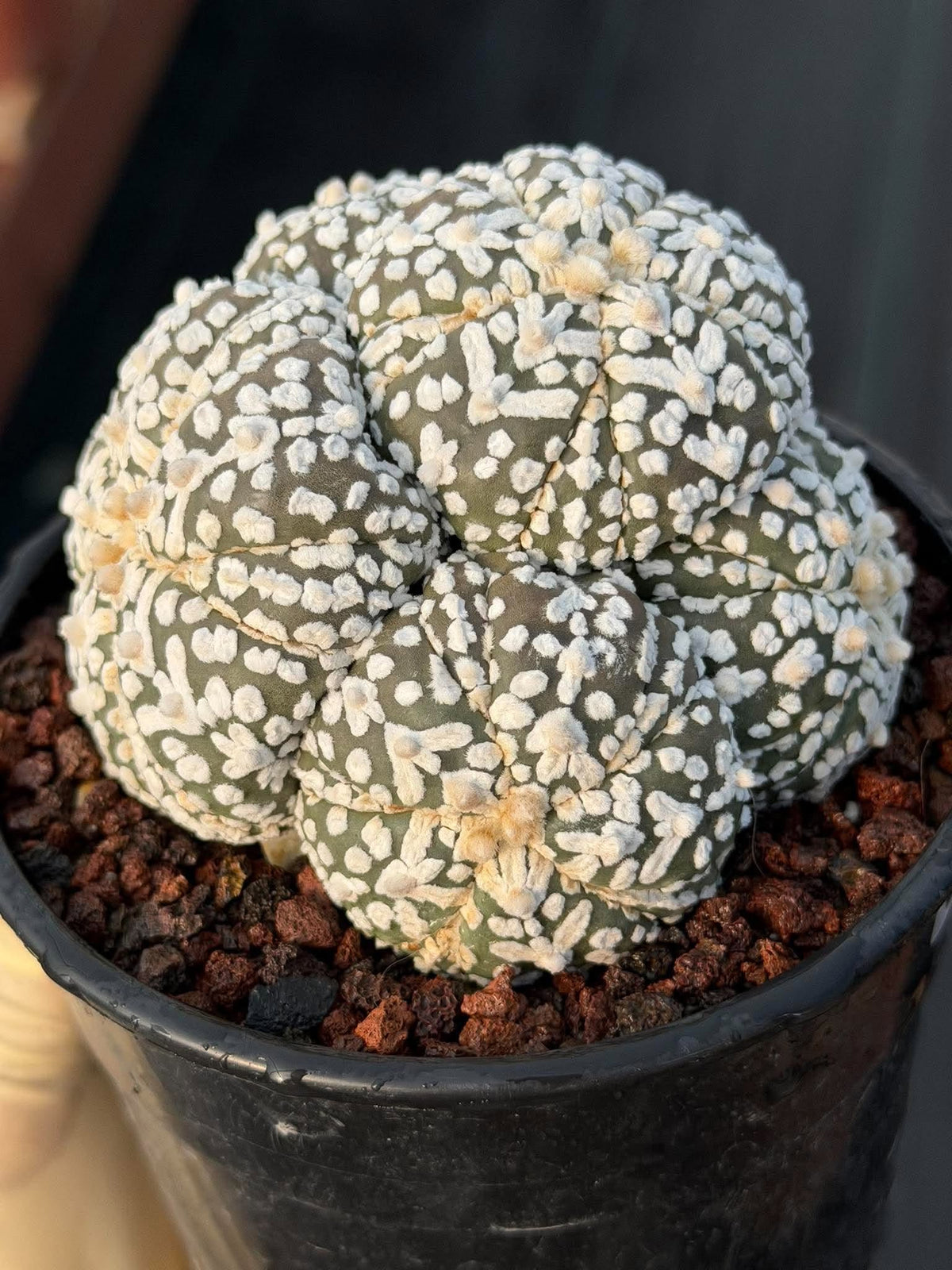 Astrophytum asterias #972 | Seed-Grown Cluster Cactus