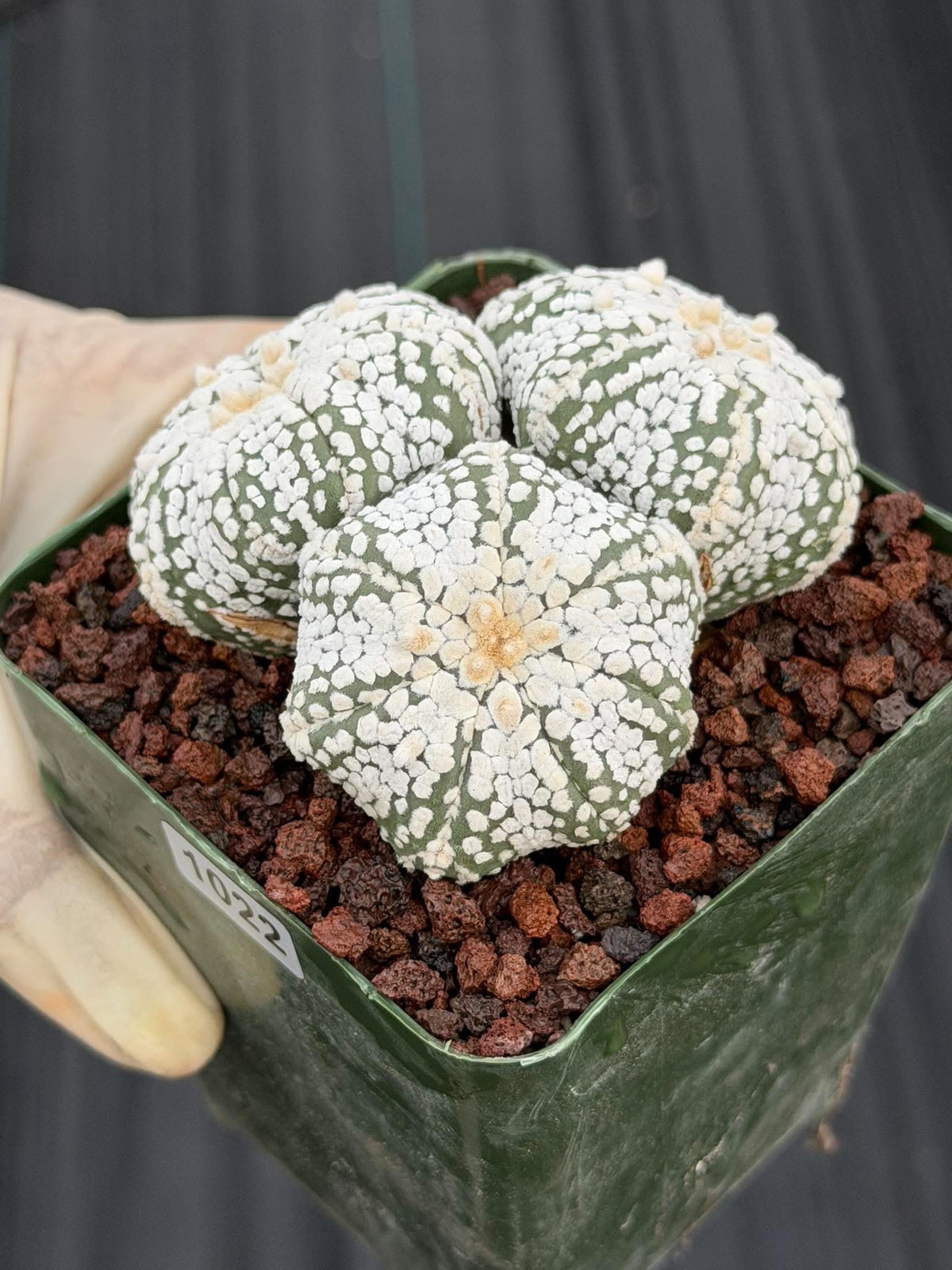Astrophytum asterias Triple-Head Cactus #1022 | Seed-Grown