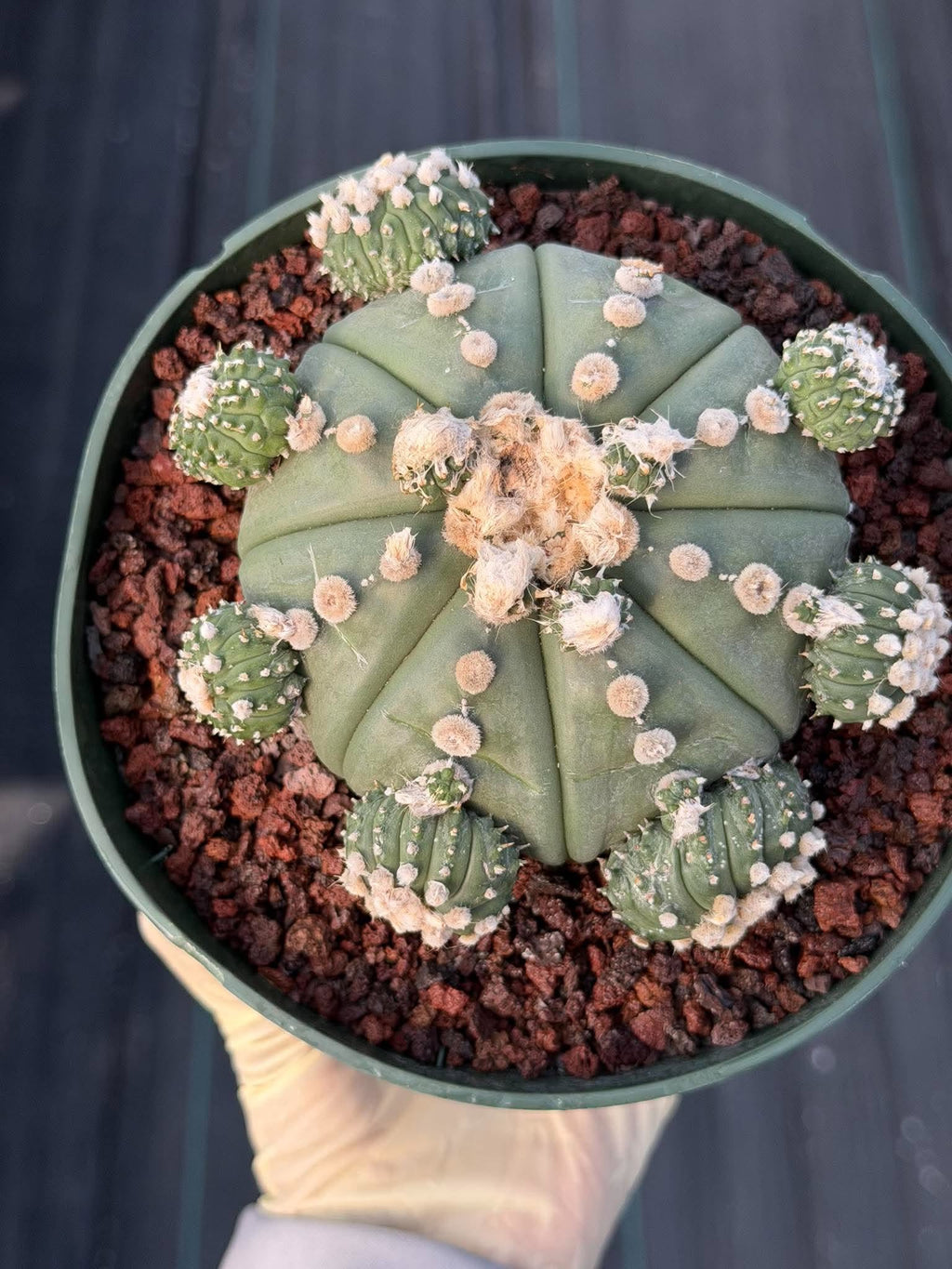 Astrophytum asterias #90 | Seed-Grown Cactus with Pups