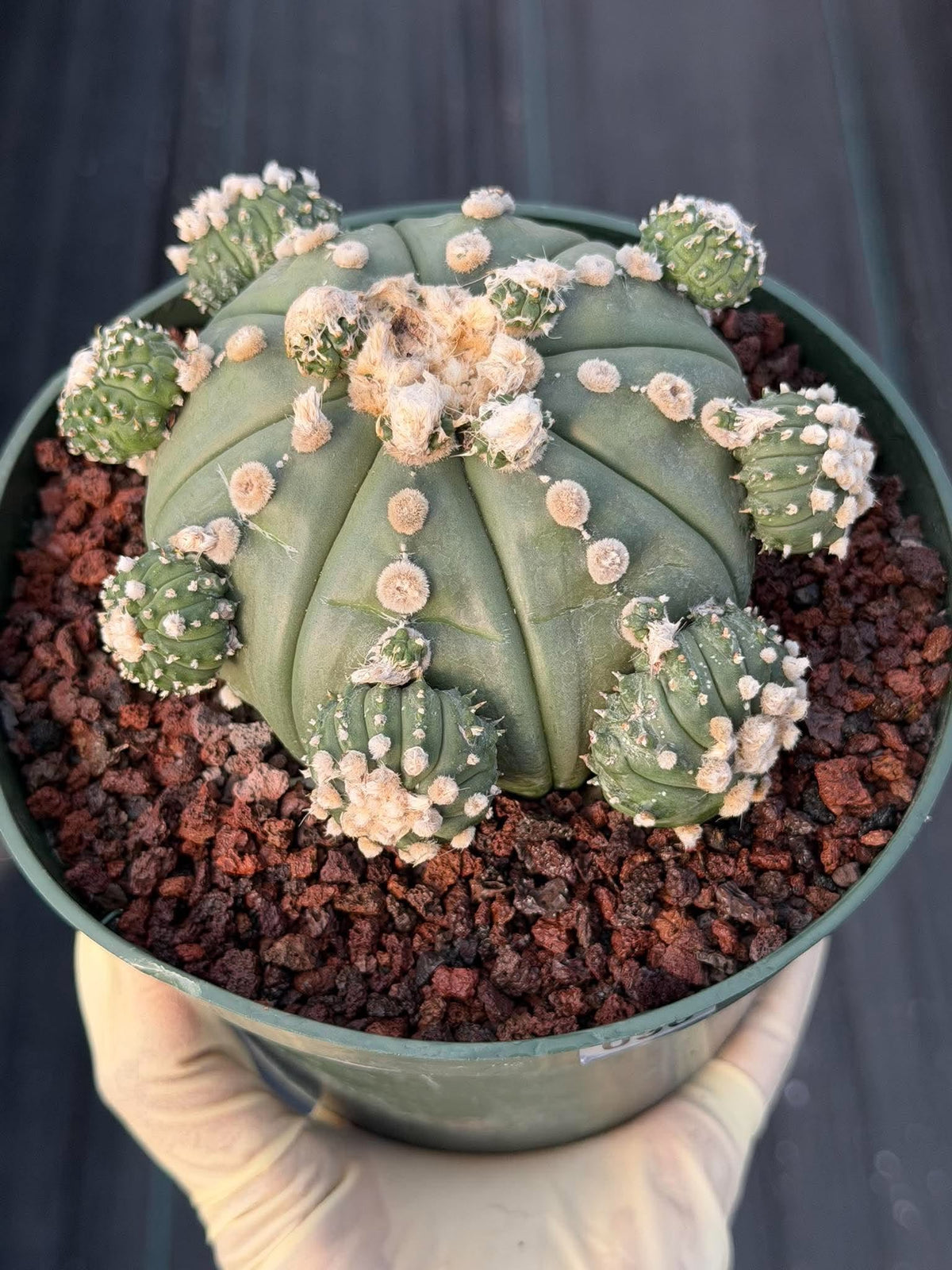 Astrophytum asterias #90 | Seed-Grown Cactus with Pups