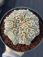 Astrophytum Asterias Hanazono Rare Live Cactus Plant #1035 Exact Specimen