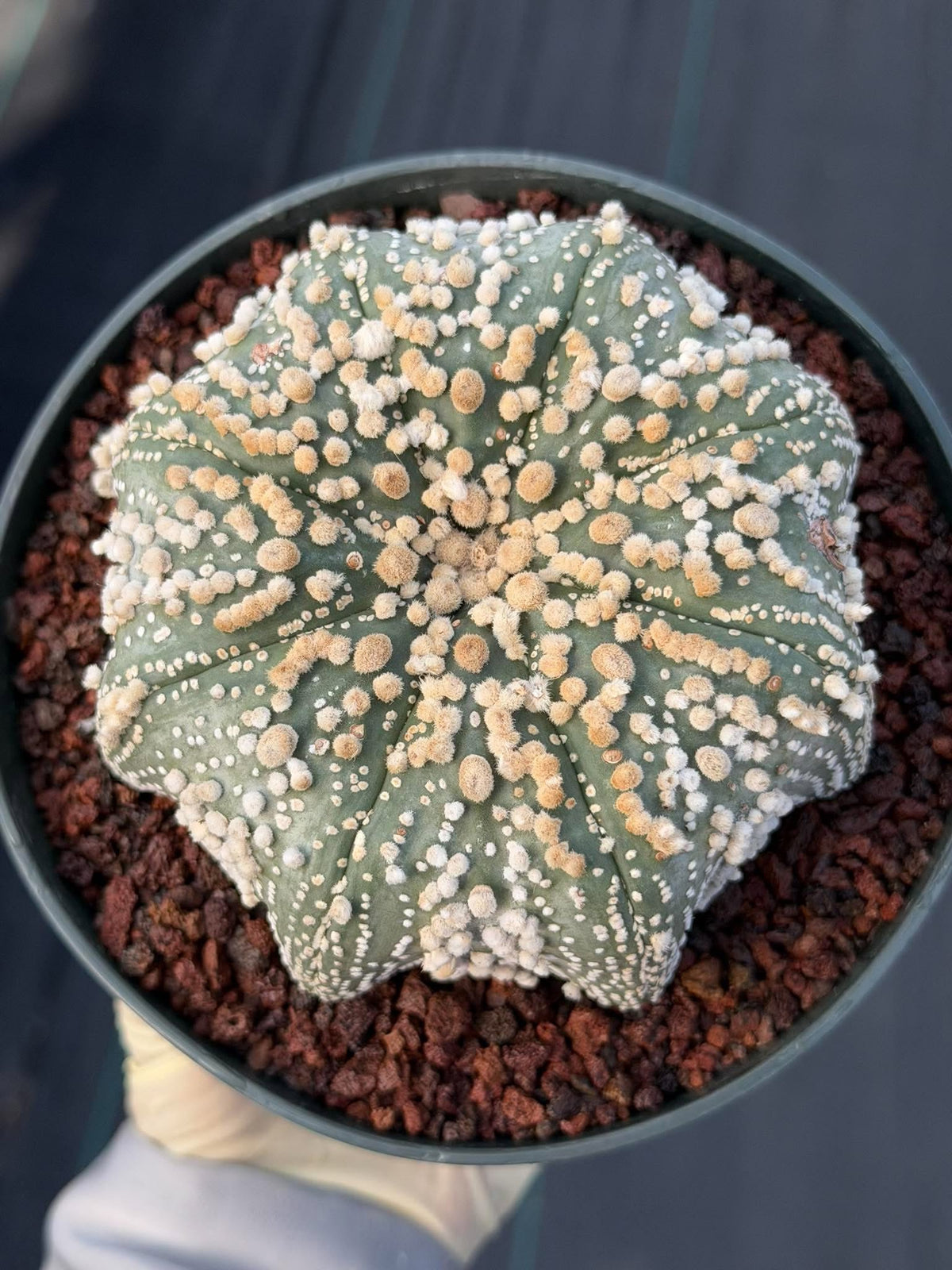 Astrophytum Asterias Hanazono Rare Live Cactus Plant #1035 Exact Specimen