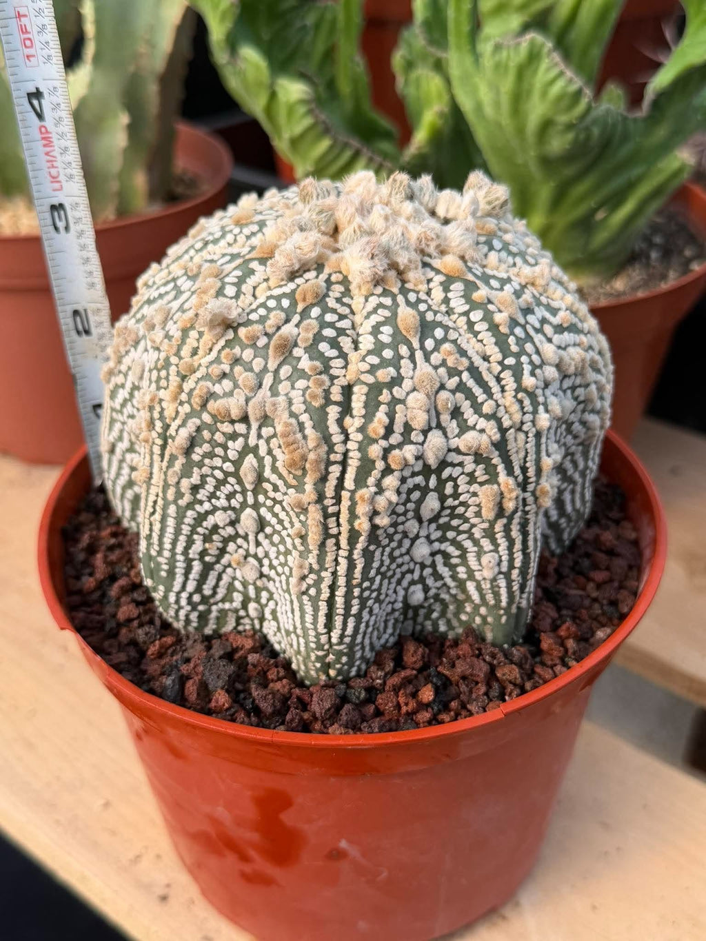 Astrophytum Asterias #1043 Live Cactus Rare Collector Plant Exact Specimen 6" Pot
