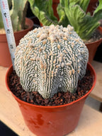Astrophytum Asterias #1043 Live Cactus Rare Collector Plant Exact Specimen 6" Pot