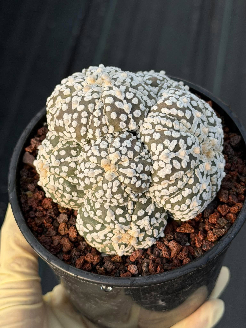 Astrophytum asterias #972 | Seed-Grown Cluster Cactus