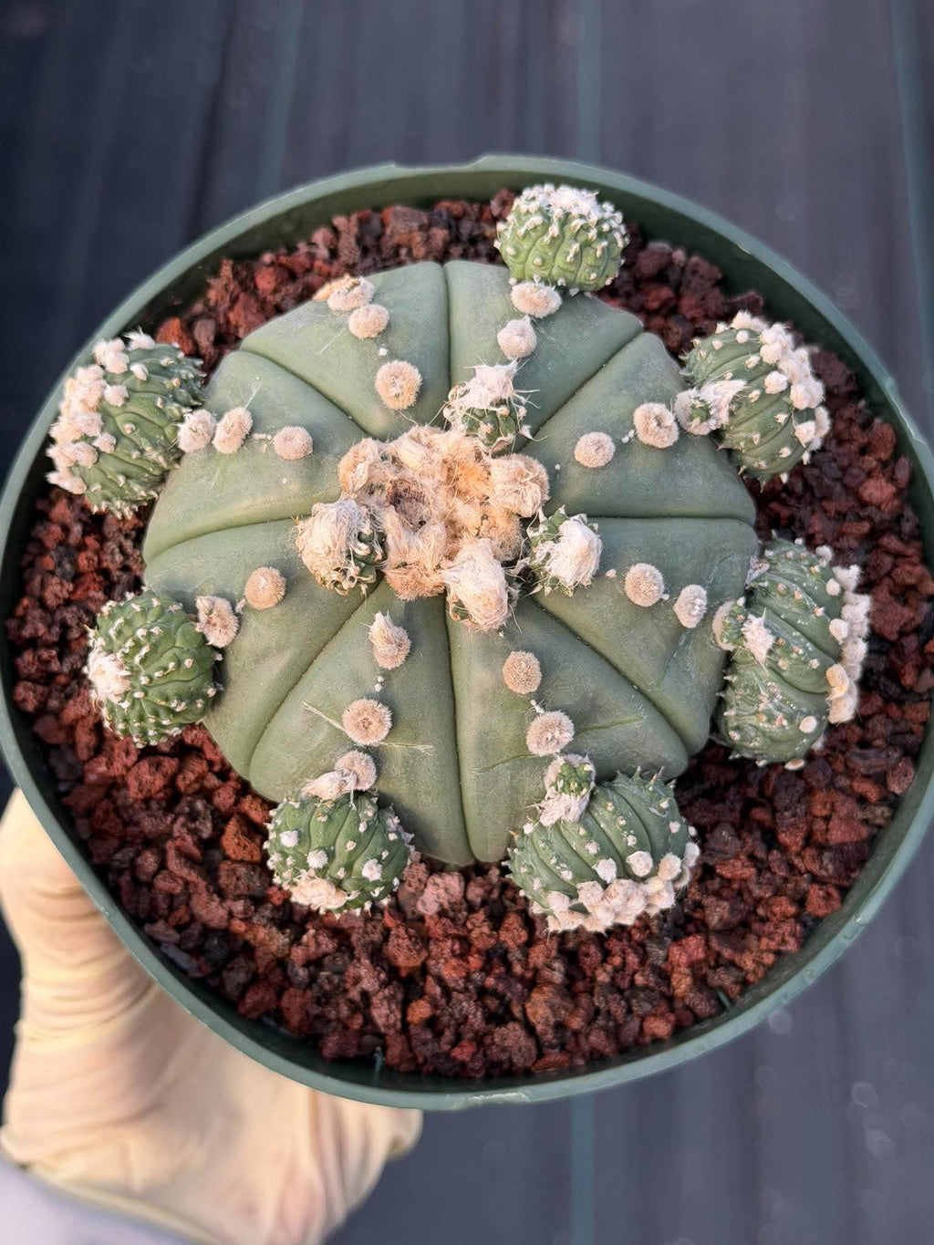 Astrophytum asterias #90 | Seed-Grown Cactus with Pups