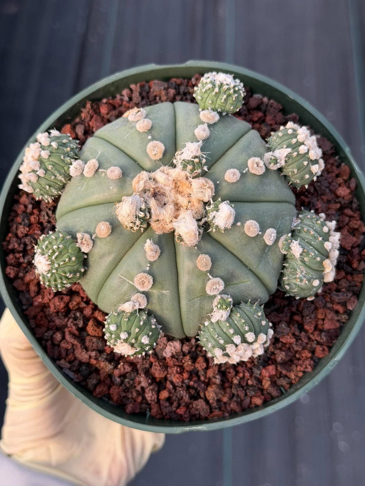Astrophytum asterias #90 | Seed-Grown Cactus with Pups
