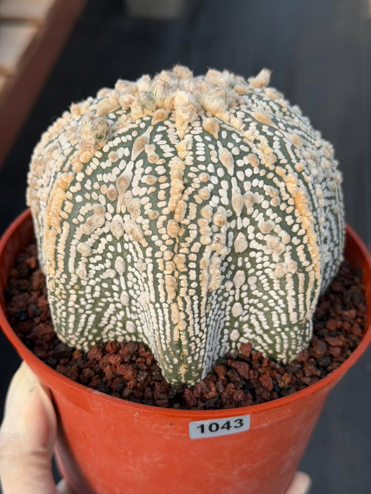 Astrophytum Asterias #1043 Live Cactus Rare Collector Plant Exact Specimen 6" Pot