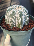Astrophytum asterias V-Type Squid Form #1037 | Exact Cactus