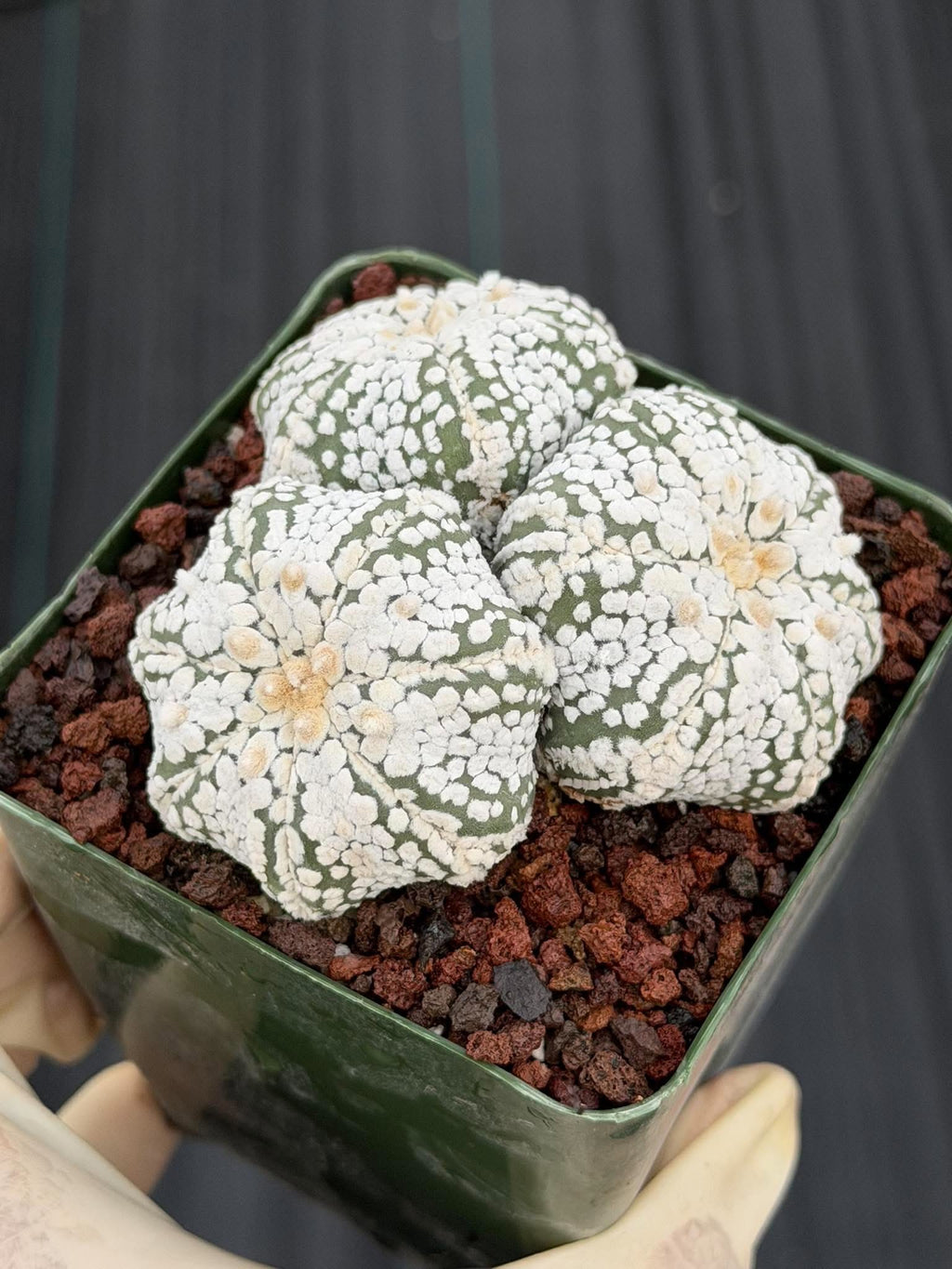 Astrophytum asterias Triple-Head Cactus #1022 | Seed-Grown