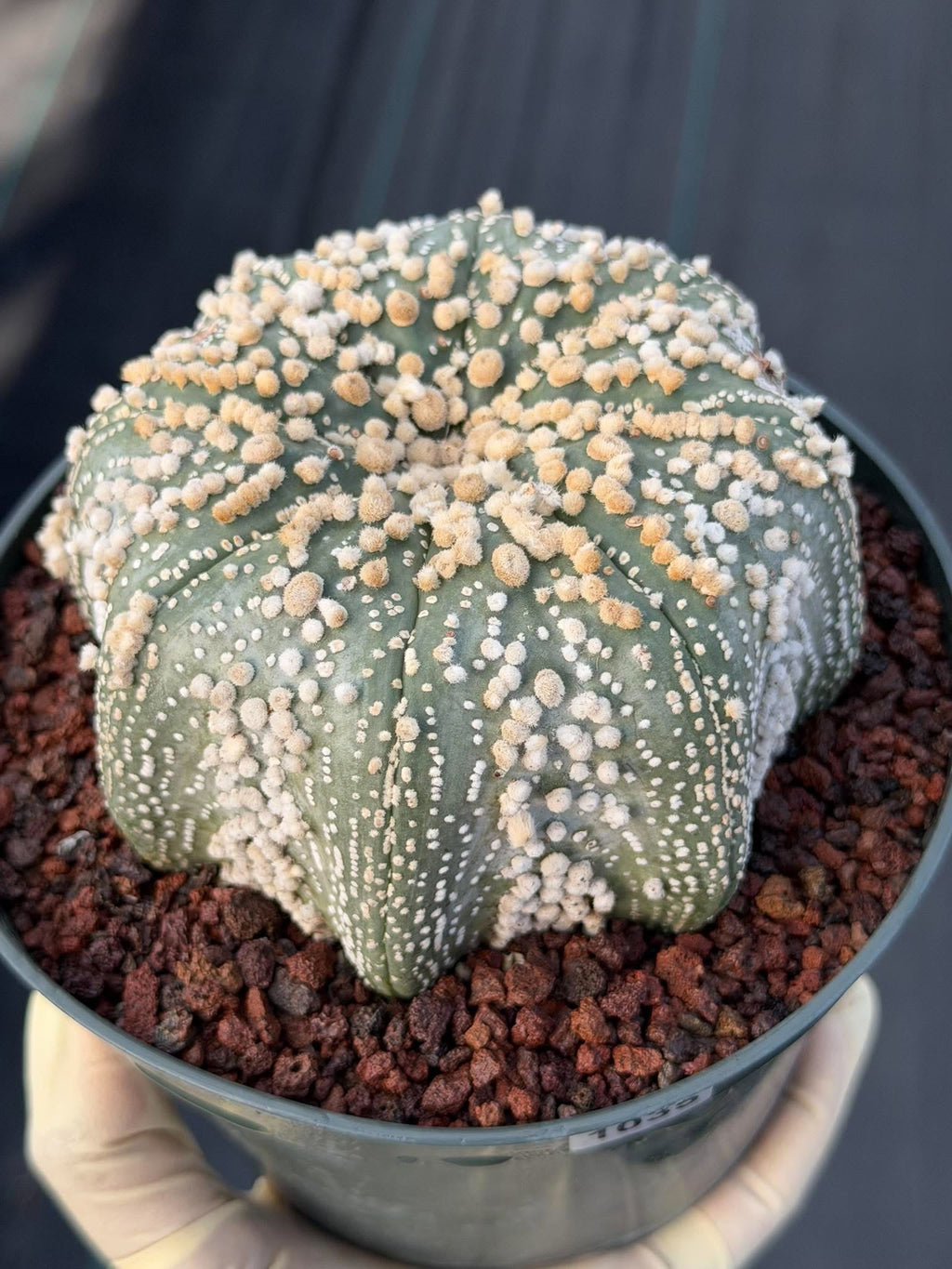 Astrophytum Asterias Hanazono Rare Live Cactus Plant #1035 Exact Specimen