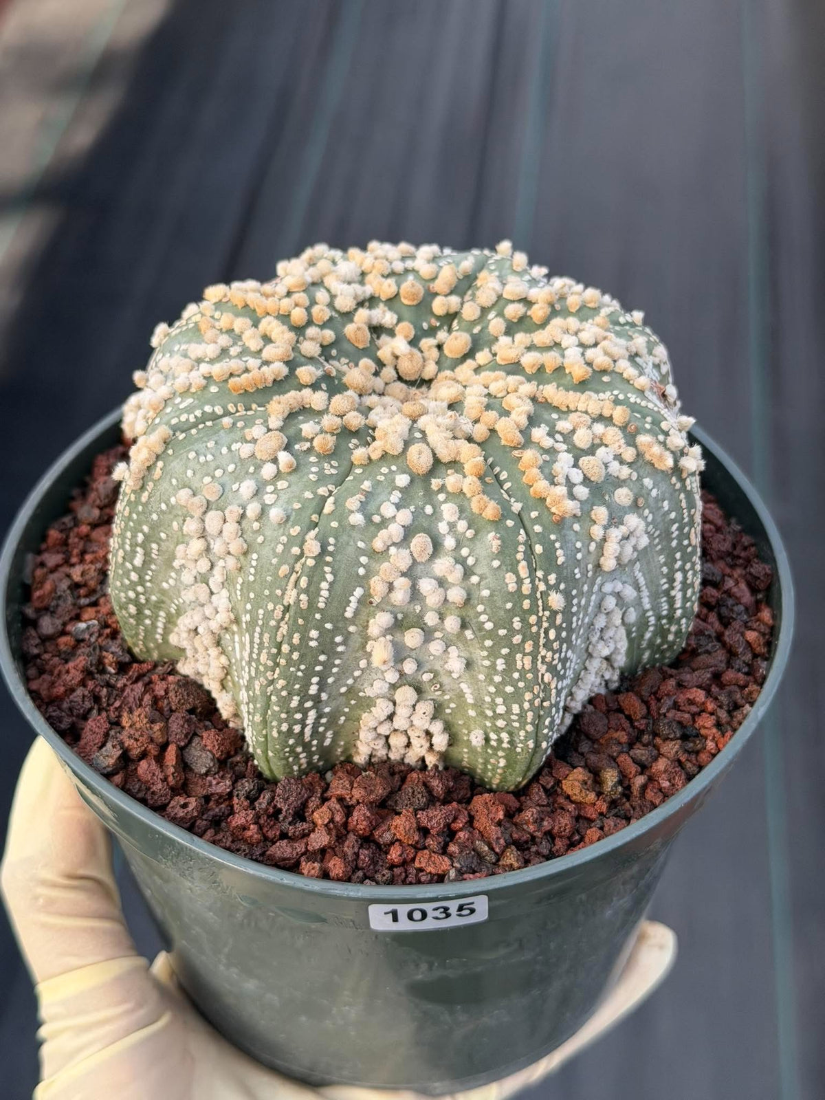 Astrophytum Asterias Hanazono Rare Live Cactus Plant #1035 Exact Specimen
