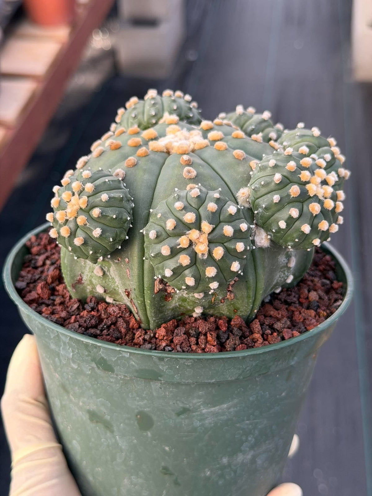 Astrophytum Asterias with Pups Seed Grown Rare Live Cactus Plant #1033 Exact