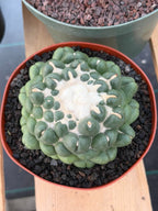 Coryphantha elephantidens f. inermis #1031 | Spineless Cactus