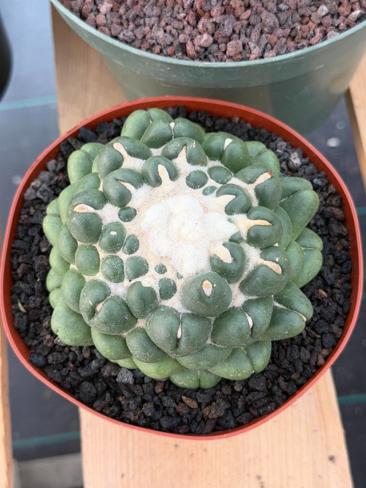 Coryphantha elephantidens f. inermis #1031 | Spineless Cactus