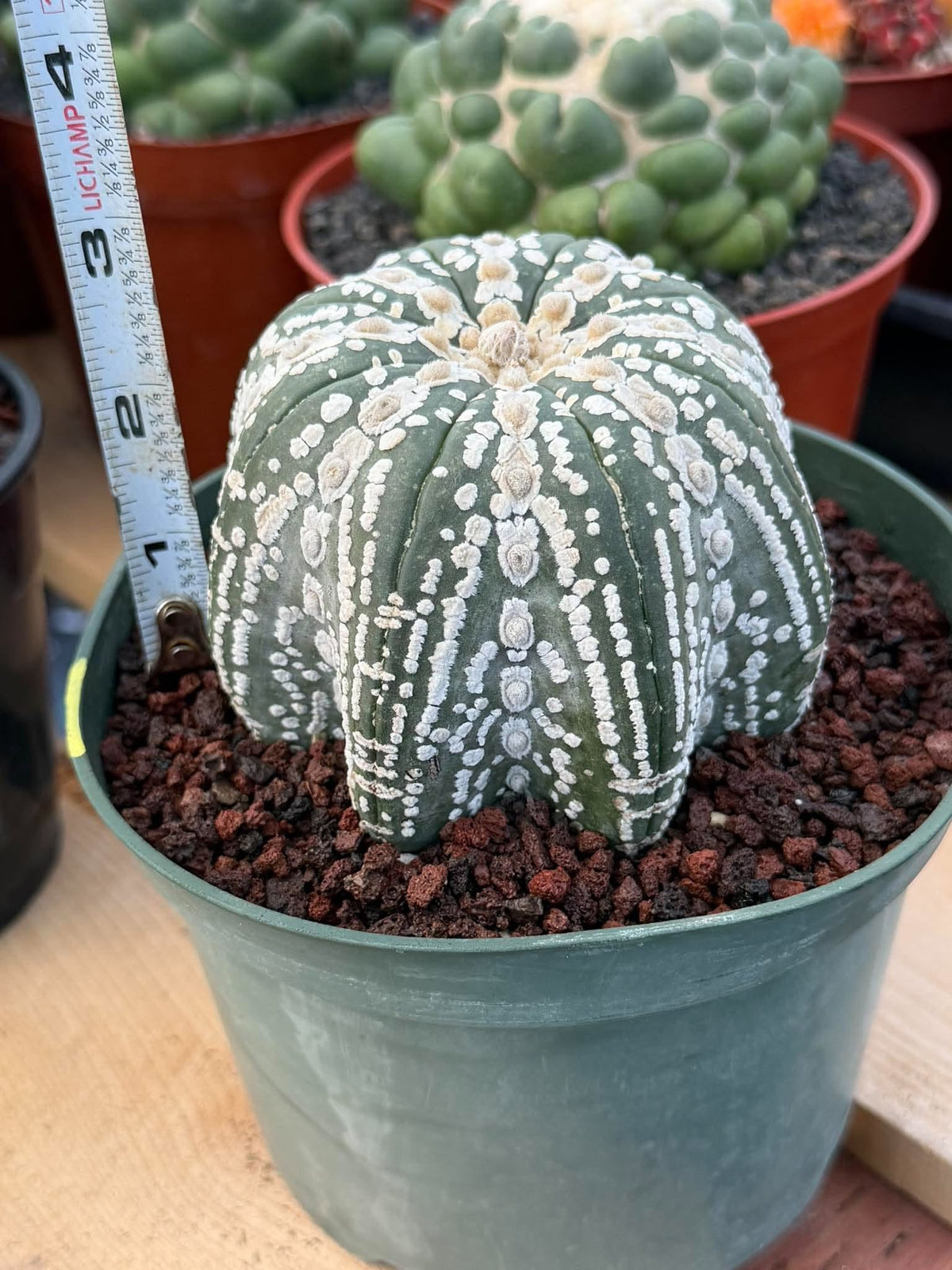 Astrophytum asterias V-Type Squid Form #1037 | Exact Cactus