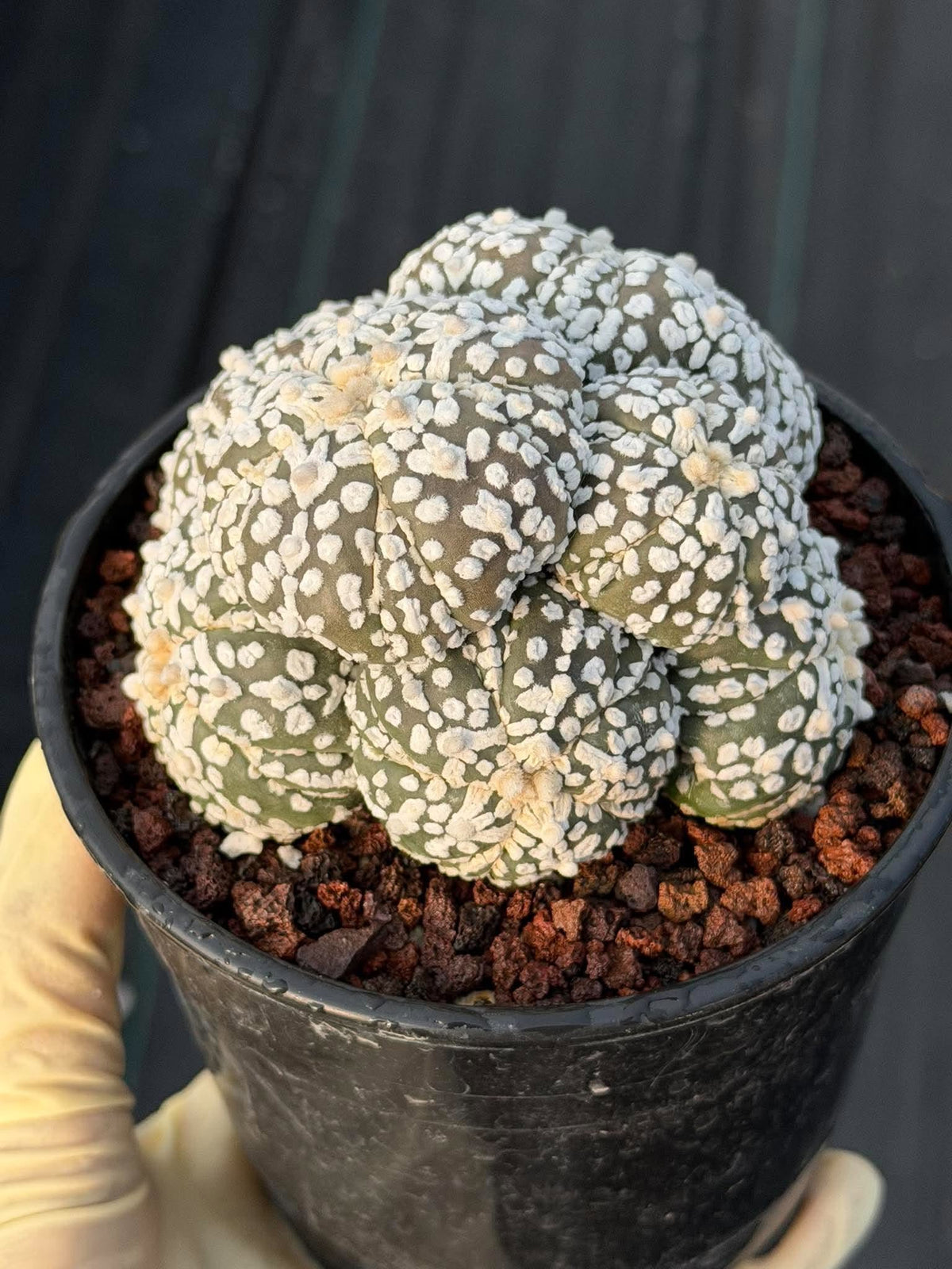 Astrophytum asterias #972 | Seed-Grown Cluster Cactus