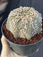 Astrophytum Asterias Hanazono Rare Live Cactus Plant #1035 Exact Specimen
