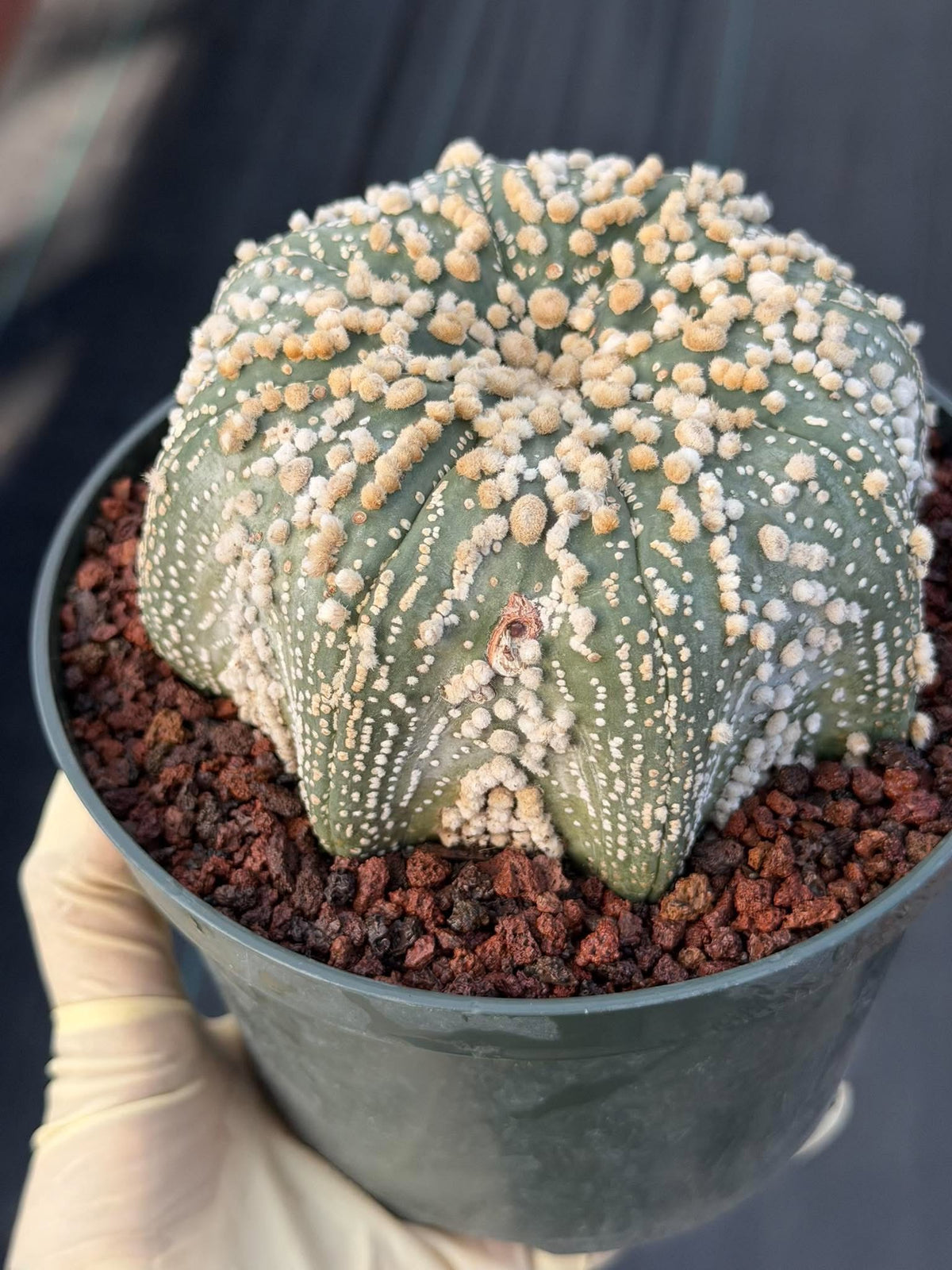 Astrophytum Asterias Hanazono Rare Live Cactus Plant #1035 Exact Specimen