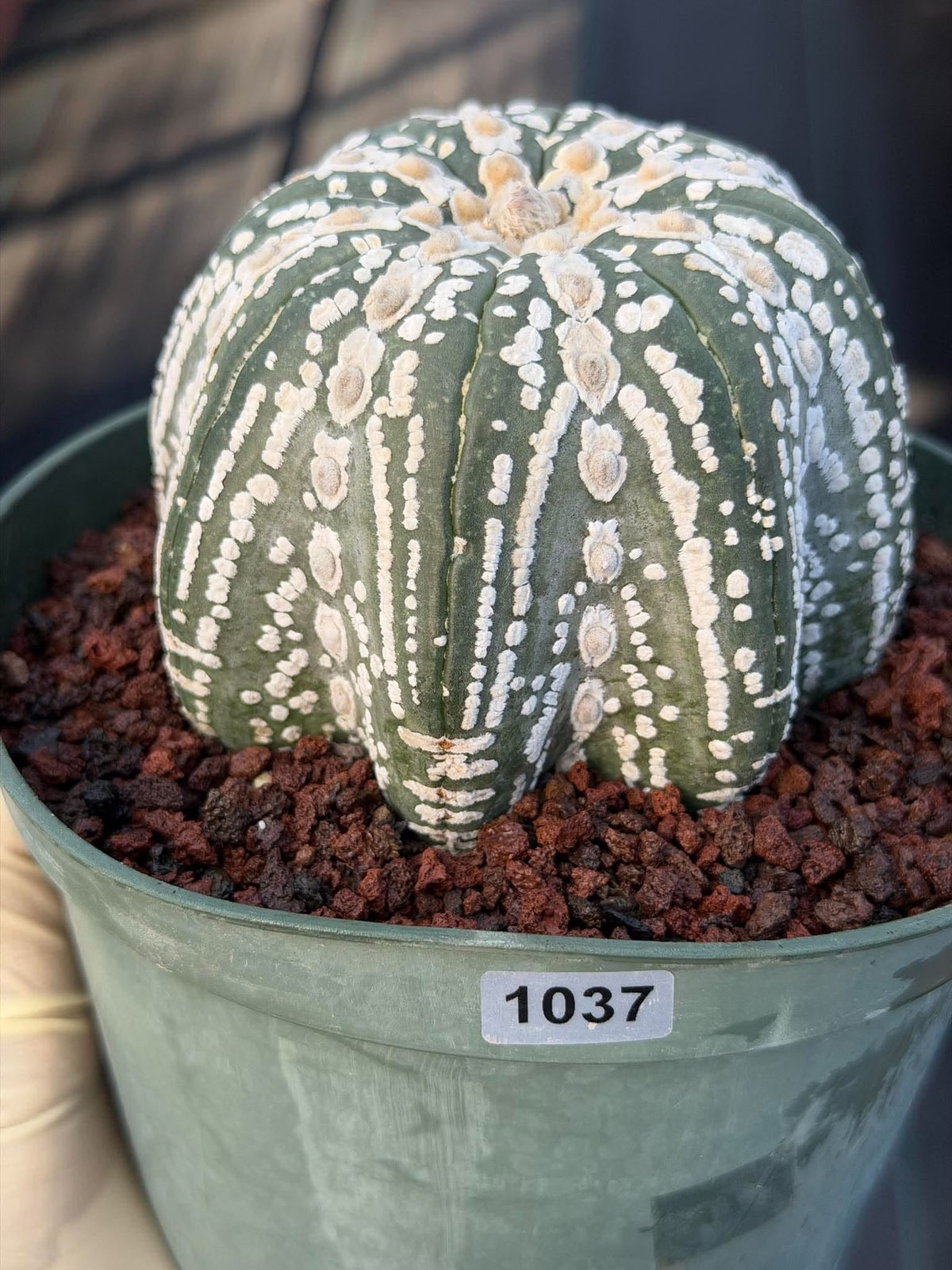 Astrophytum asterias V-Type Squid Form #1037 | Exact Cactus