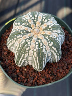 Astrophytum asterias V-Type Squid Form #1037 | Exact Cactus