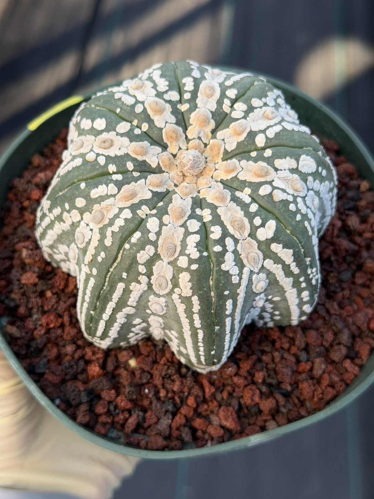 Astrophytum asterias V-Type Squid Form #1037 | Exact Cactus