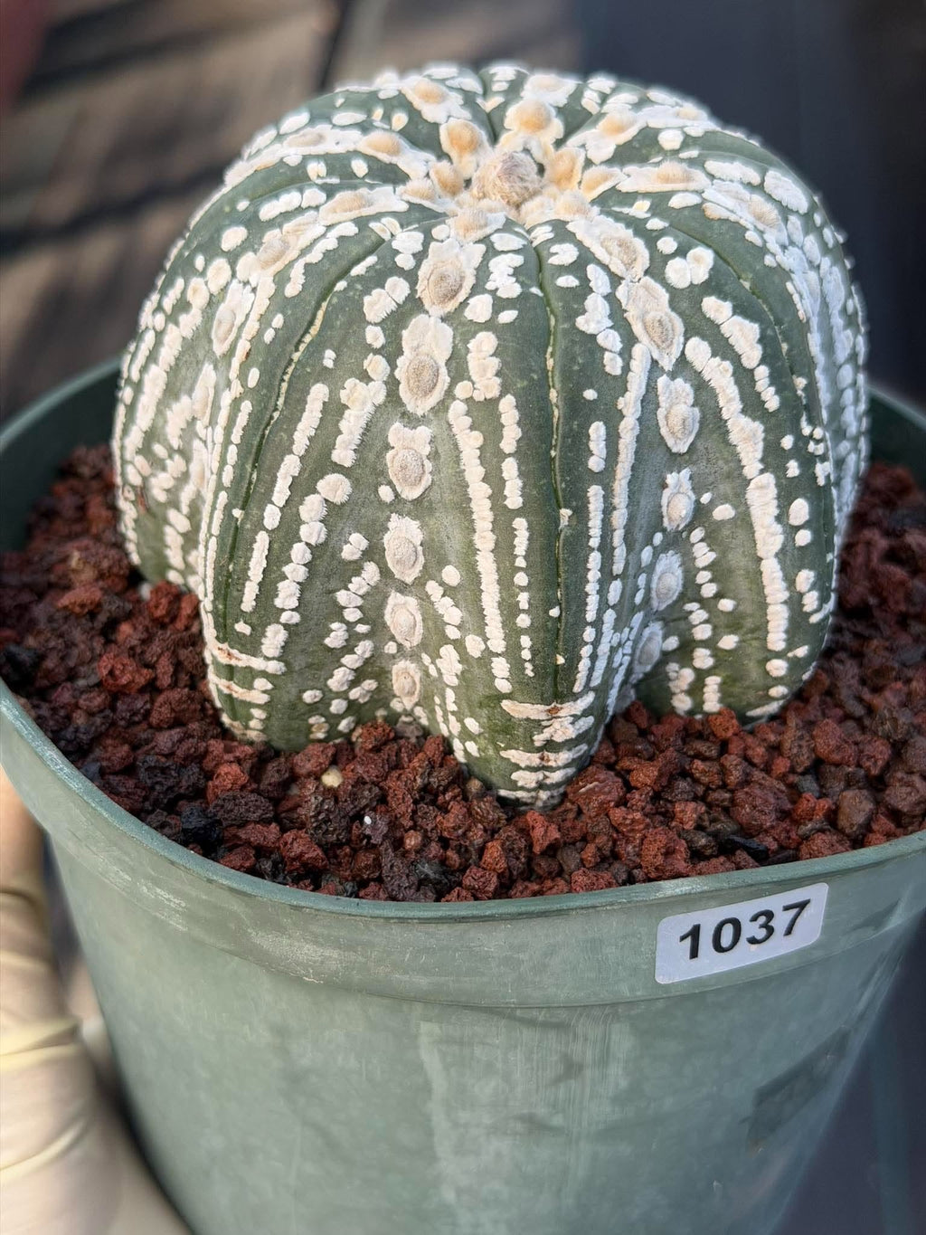 Astrophytum asterias V-Type Squid Form #1037 | Exact Cactus