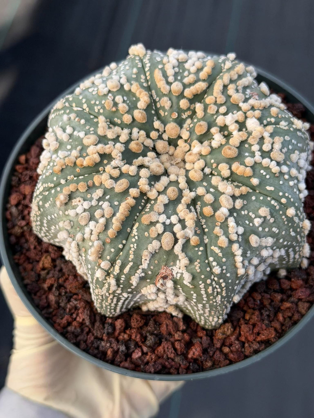 Astrophytum Asterias Hanazono Rare Live Cactus Plant #1035 Exact Specimen