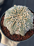Astrophytum Asterias Hanazono Rare Live Cactus Plant #1035 Exact Specimen