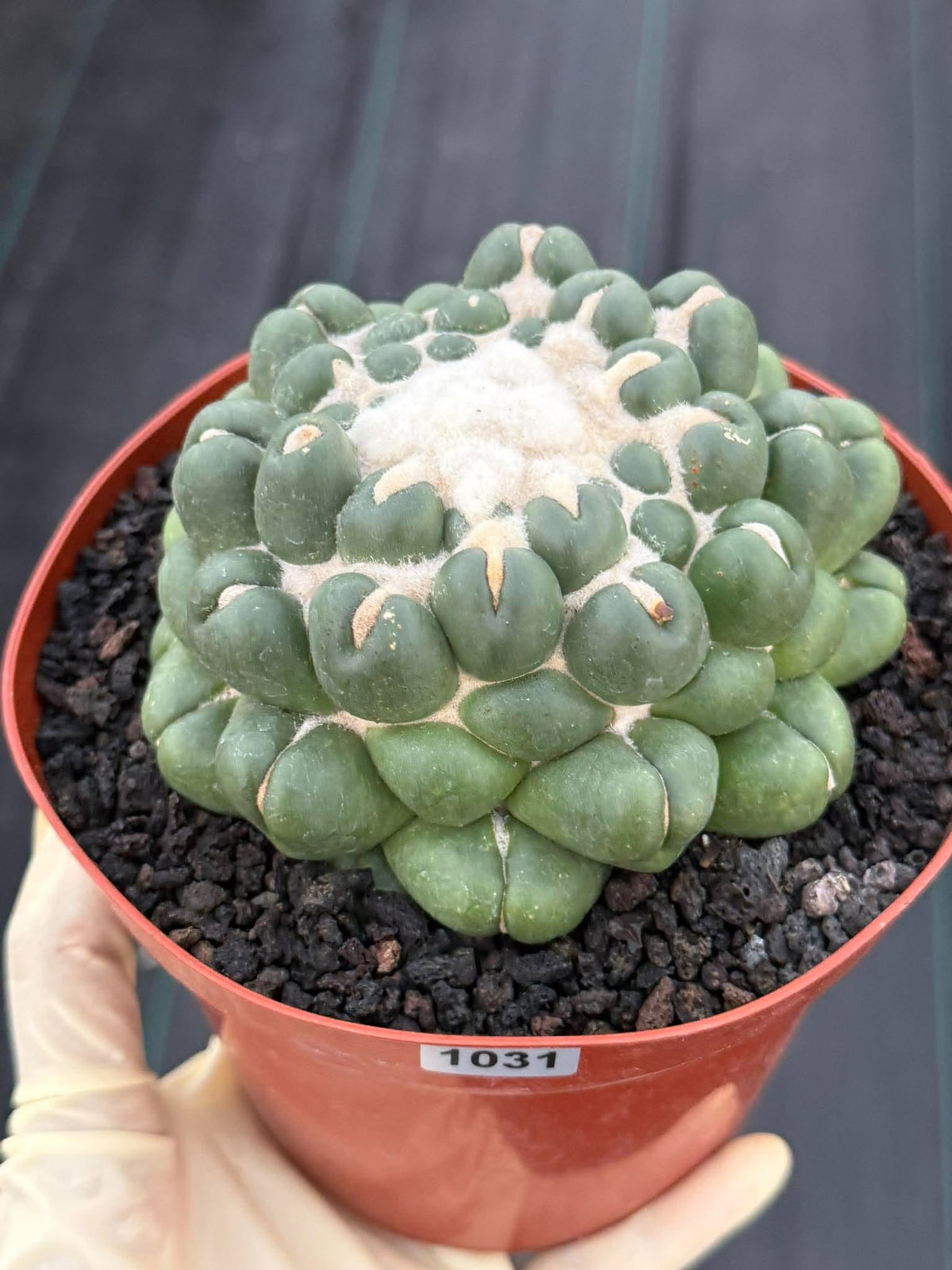 Coryphantha elephantidens f. inermis #1031 | Spineless Cactus