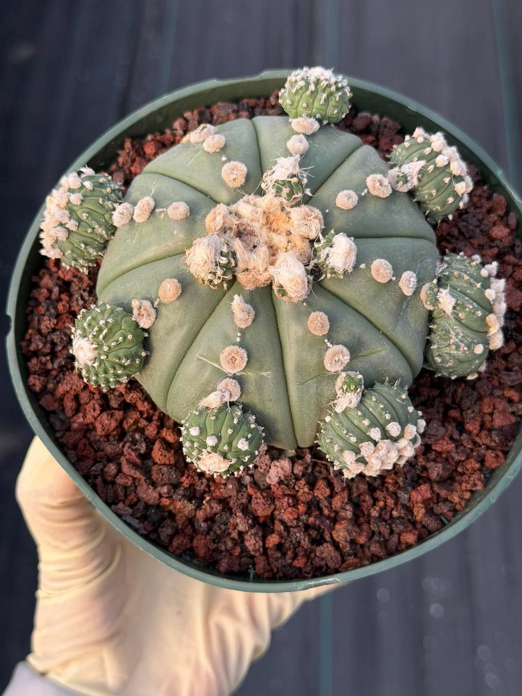 Astrophytum asterias #90 | Seed-Grown Cactus with Pups