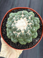 Coryphantha elephantidens f. inermis #1031 | Spineless Cactus