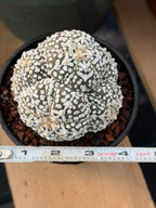 Astrophytum asterias #972 | Seed-Grown Cluster Cactus