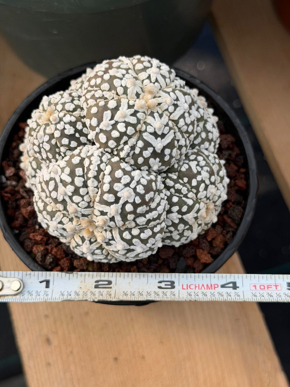 Astrophytum asterias #972 | Seed-Grown Cluster Cactus