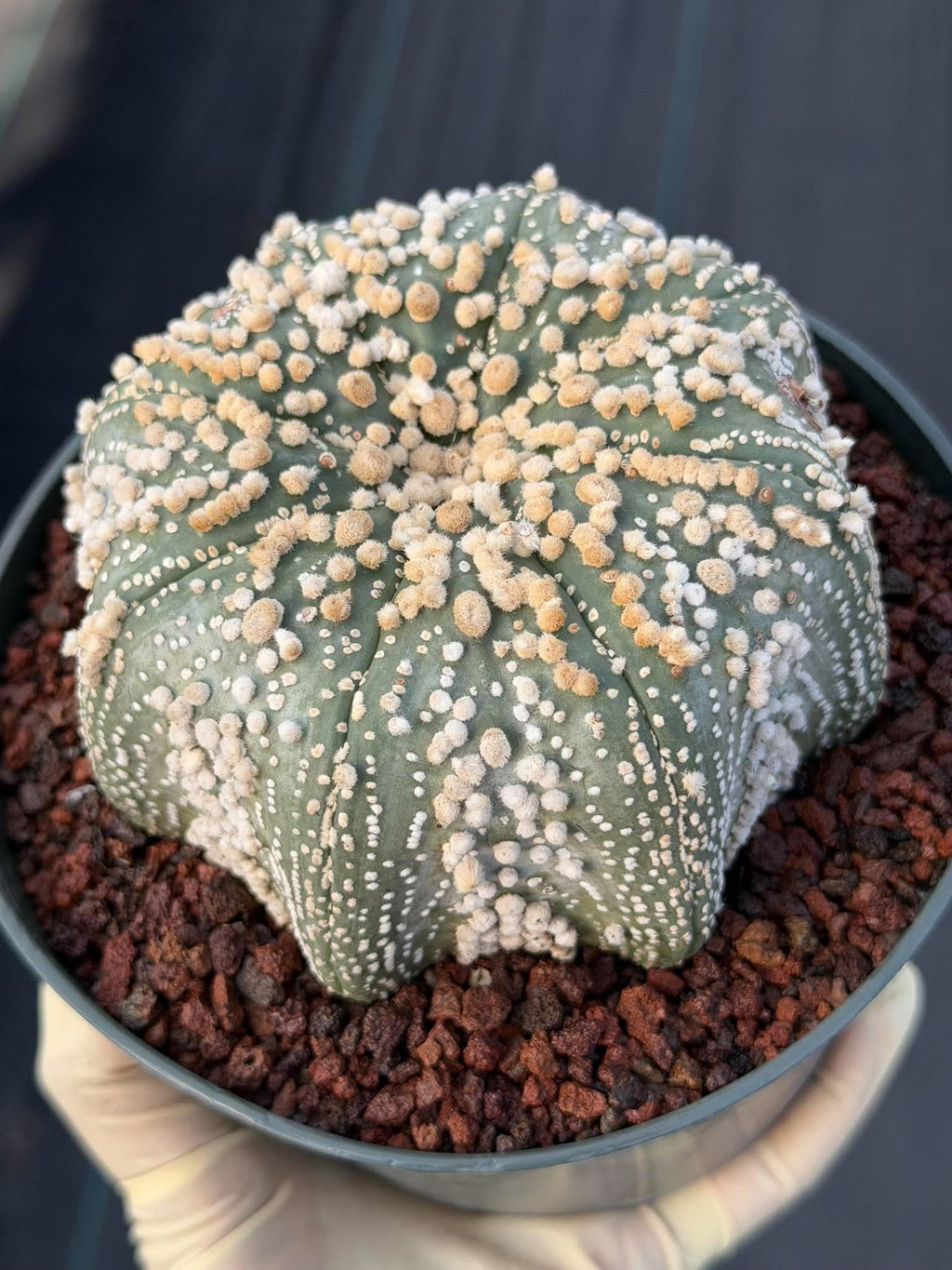 Astrophytum Asterias Hanazono Rare Live Cactus Plant #1035 Exact Specimen