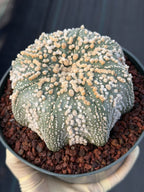Astrophytum Asterias Hanazono Rare Live Cactus Plant #1035 Exact Specimen