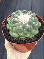 Coryphantha elephantidens f. inermis #1031 | Spineless Cactus