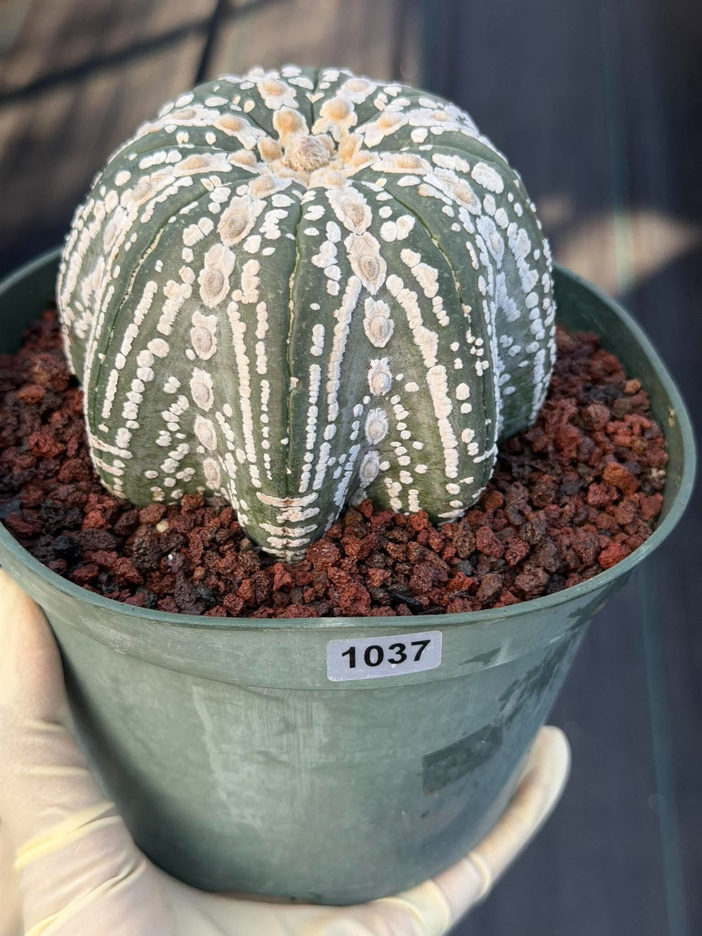 Astrophytum asterias V-Type Squid Form #1037 | Exact Cactus