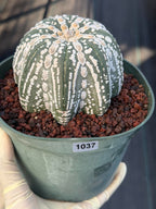 Astrophytum asterias V-Type Squid Form #1037 | Exact Cactus