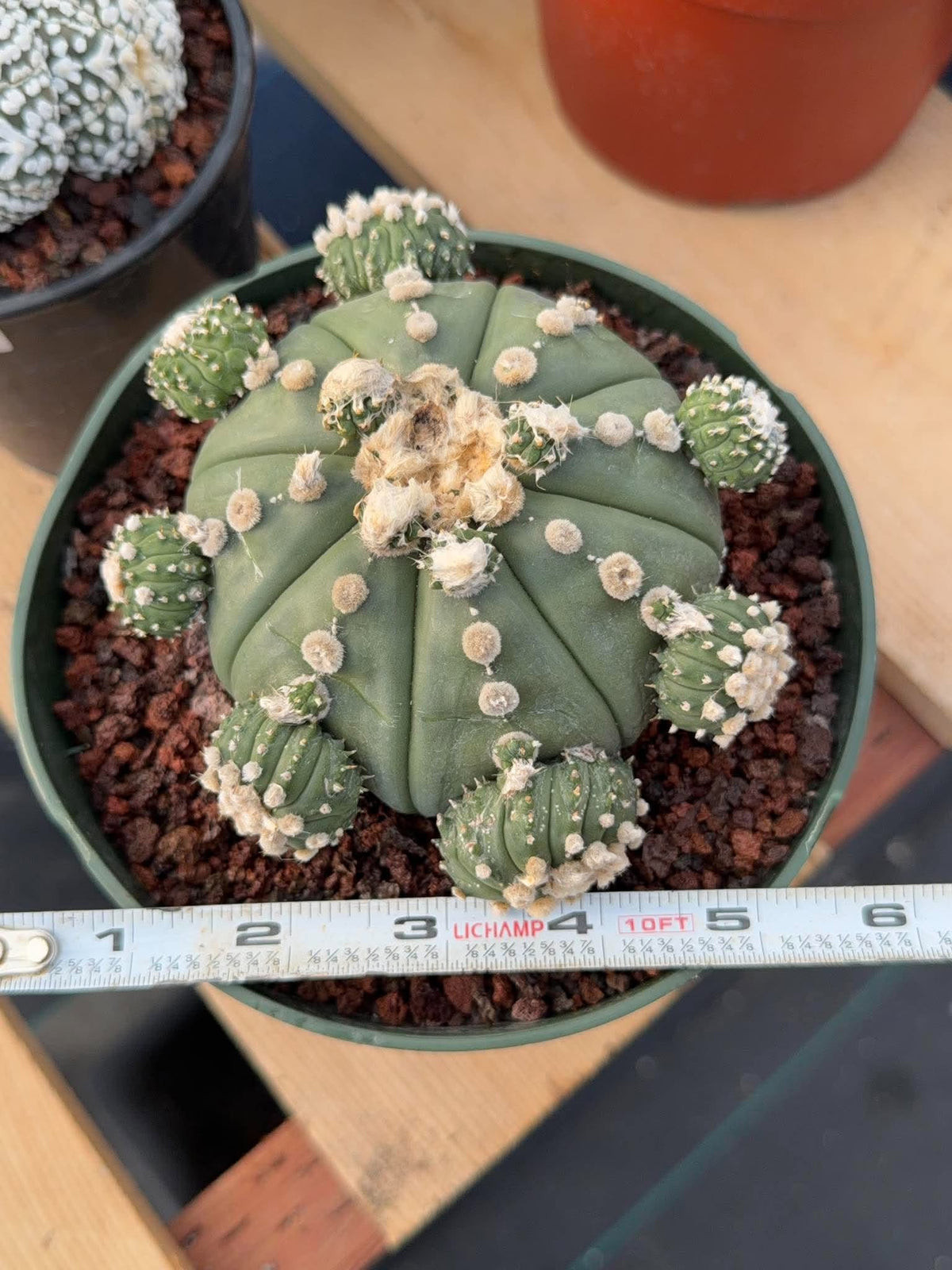 Astrophytum asterias #90 | Seed-Grown Cactus with Pups