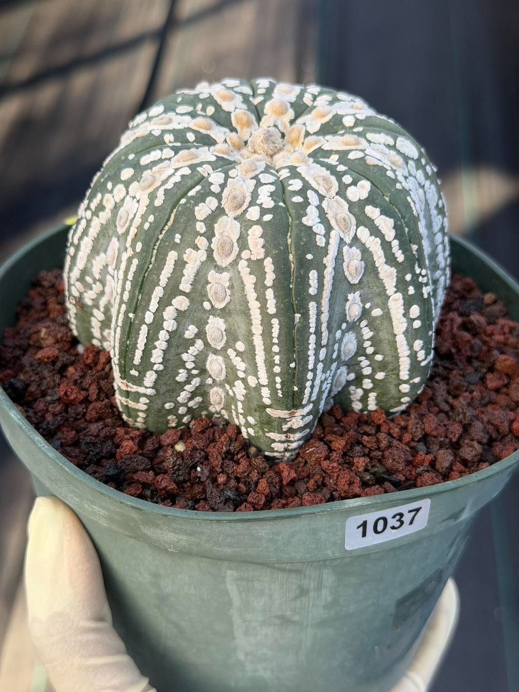 Astrophytum asterias V-Type Squid Form #1037 | Exact Cactus