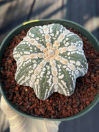 Astrophytum asterias V-Type Squid Form #1037 | Exact Cactus